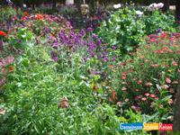 Blumenpracht in Alcazargärten Cordoba
