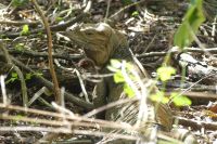 Leguan