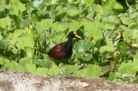 Gelbstirn-Blatthühnchen
