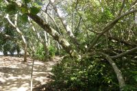 Cahuita NP