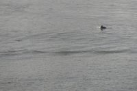 auf Wiedersehen Costa Rica