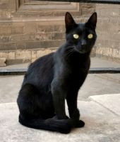 Katzen wurden von den alten Ägyptern verehrt und man sieht sie häufiger als Hunde in Ägypten 