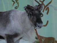 Tag 5 - Rentiere in der Stadt 