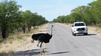 Namibia - Unterwegs im Etosha