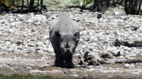 Namibia - Unterwegs im Etosha - Spitzmaulnashorn
