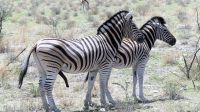 Namibia - Unterwegs im Etosha 