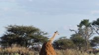 Namibia - Otjiwa Safari Lodge - Nature Drive