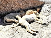 Drei Straßenhunde in der Sonne
