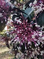 Indischer Jasmin im Botanischen Garten von Assuan