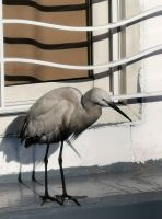 Ein Reiher zu besuch auf dem Schiff