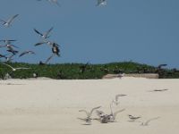 Australien - Great Barrier Reef  - Green Island