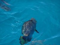 Australien - Great Barrier Reef  - Green Island