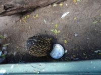 Australien - Sydney - Featherdale Wildlife Park 