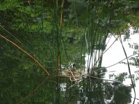 Tasmanien - Emu Valley Rhododendron Garden
