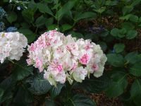 Tasmanien - Emu Valley Rhododendron Garden