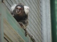 Tasmanien - Wings Farm Park