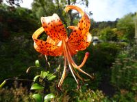 Neuseeland - Dunedin - Otago Halbinsel - Glenfalloch Woodland Gardens