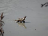 Neuseeland - Dunedin - Otago Halbinsel 