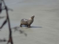 Neuseeland - Dunedin - Otago Halbinsel 