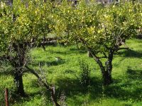 Zitronenbäume auf der Fahrt nach Soller