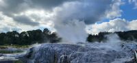 132 Gysiere in Te Puia