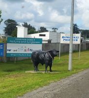 157 Unterwegs in Bulls