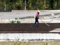 er wendet die Kaffeebohnen