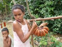 wir kaufen rote Bananen