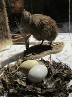 Te Puia: Kiwi-Aufzuchtstaion