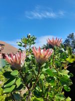 Blütenpracht auf La Gomera