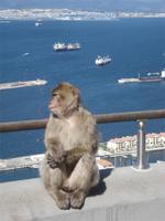 Gibraltar - bei den Affen