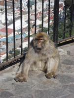 Gibraltar - bei den Affen