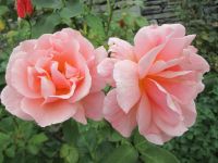 Blütenpracht auf der Farm