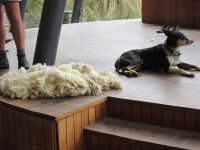 das Ergebnis einer Schur