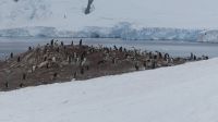 Unser erster Landgang auf Danco Island