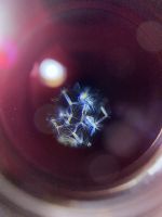 Untersuchung des Planktons im Science Center 