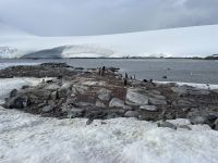 Landgang am Damoy Point auf Anvers Island