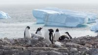 Landgang am Damoy Point auf Anvers Island