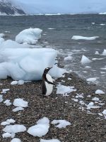Landgang in Neko Harbour 
