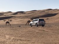 Transportmittel in der Wüste