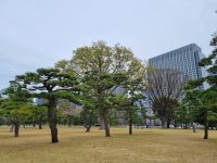 Tokio - Garten am Kaiserpalast 