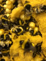 Bienenbestellung für die Friedemar Tomatenfarm