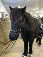 Islandpferd auf dem Fridheimar Hof(1)