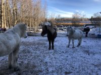 Vorführung Islandpferde (1)