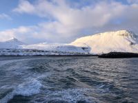 Walbeobachtungstour (4)