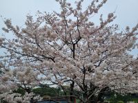 Tokio - Kirschblüte vor dem Nationaltheater
