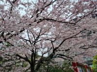 Tokio - Kirschblüte vor dem Nationaltheater