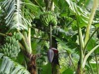 Levada Wanderung - Apfelbananen