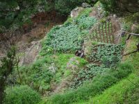 Levada Wanderung - kleine Gemüsefelder