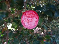 Quinta do Palheiro - Kamelienblüte